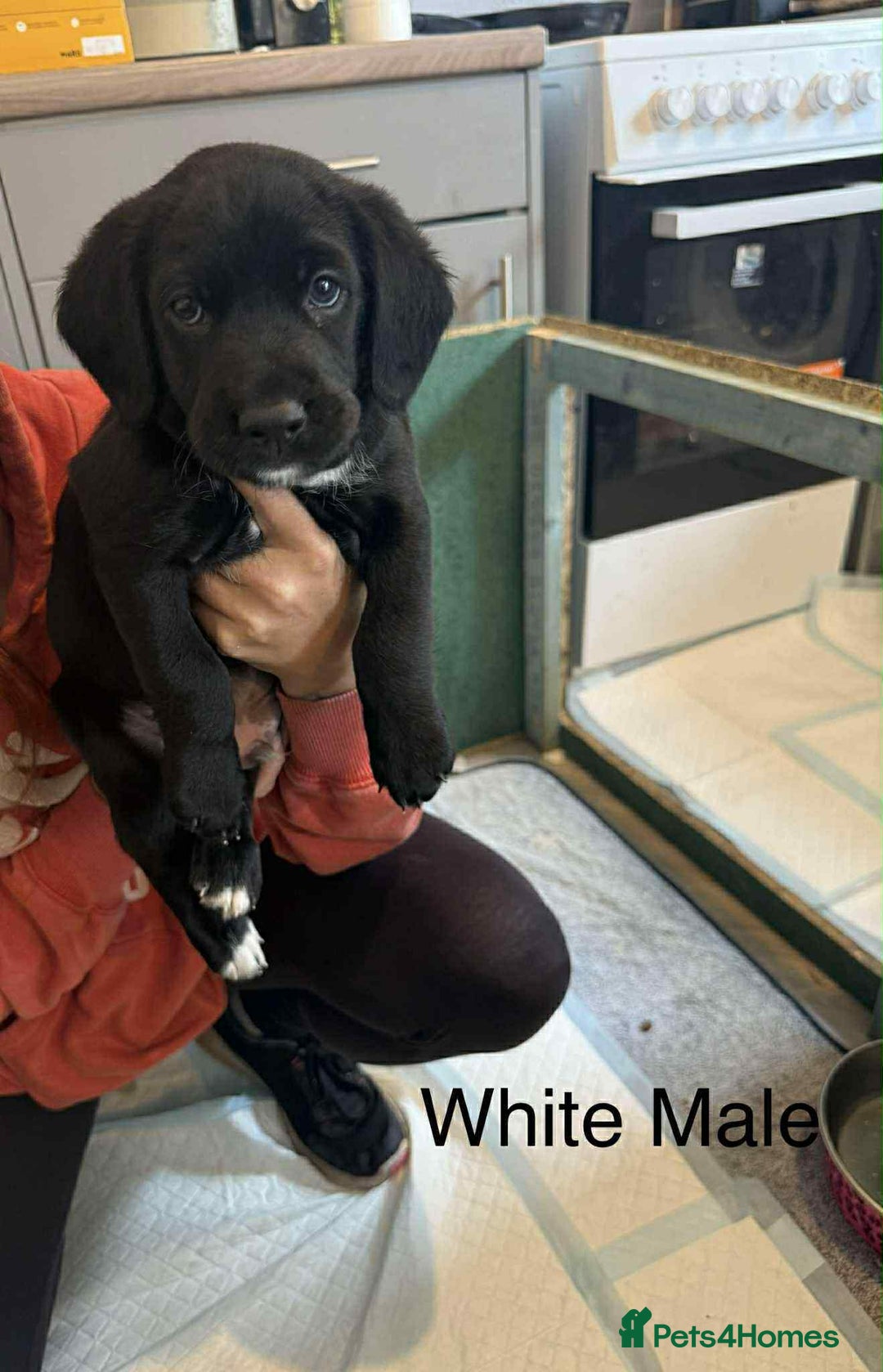 Mixed Breed dogs for sale: Springer Spaniels cross - Image 7