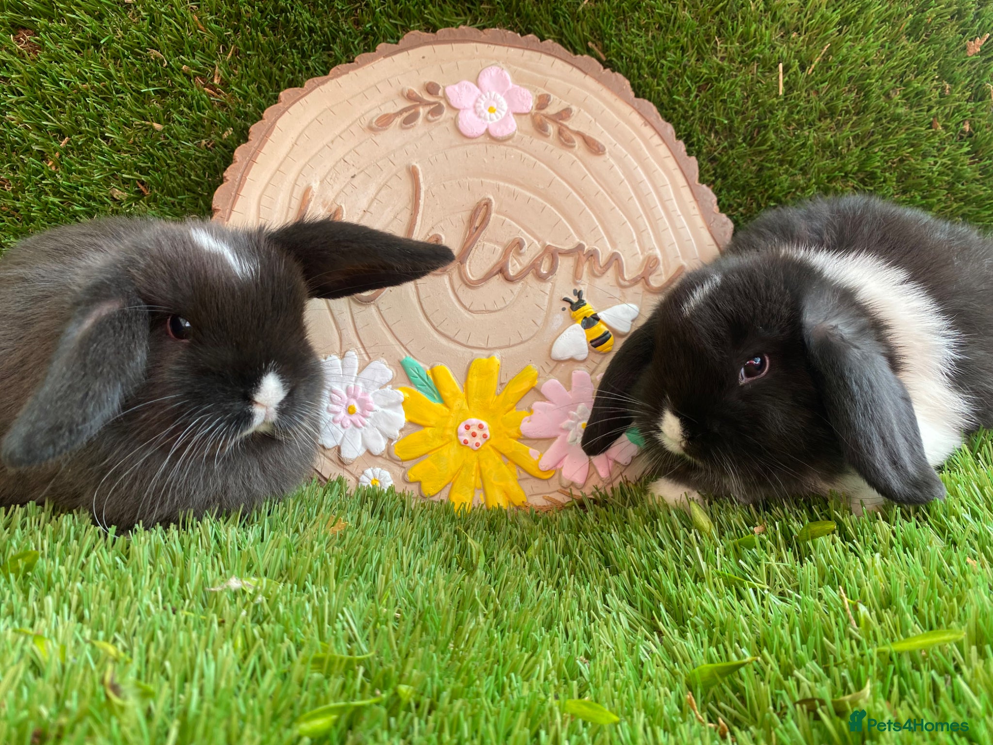 Mini Lop rabbits Mini lop  - Advert 2
