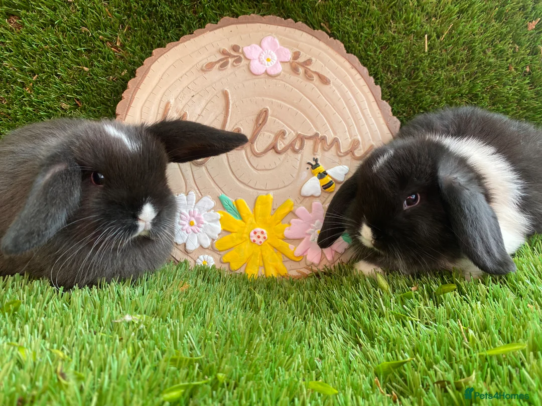 Mini Lop rabbits for sale: Mini lop  - Advert 1