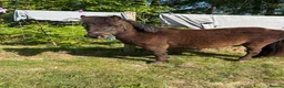 Shetland pony horses for sale: Shetland  in Crawley - Advert 3