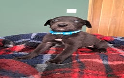 Greyhound dogs for sale: Irish Greyound Puppies  - Image 19