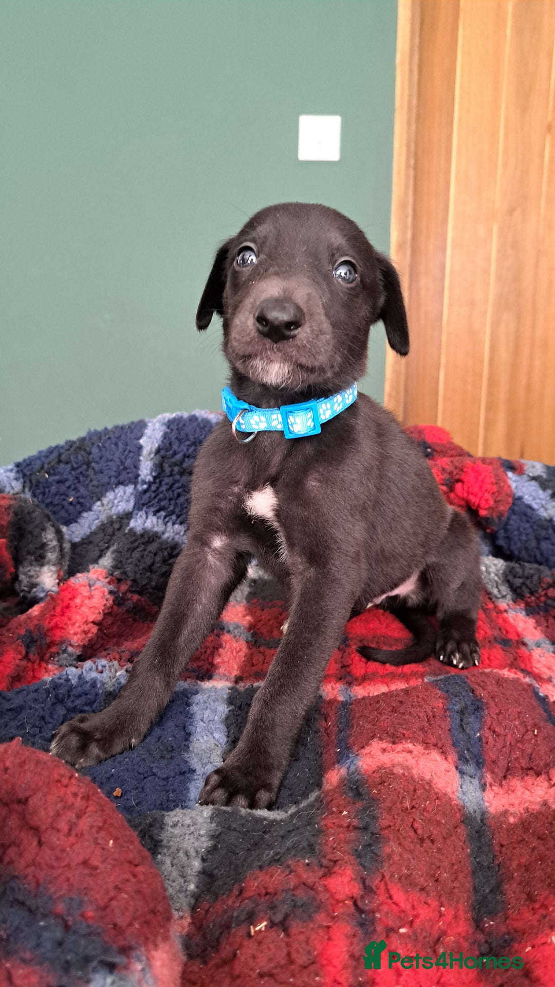 Greyhound dogs for sale: Irish Greyound Puppies  - Image 19