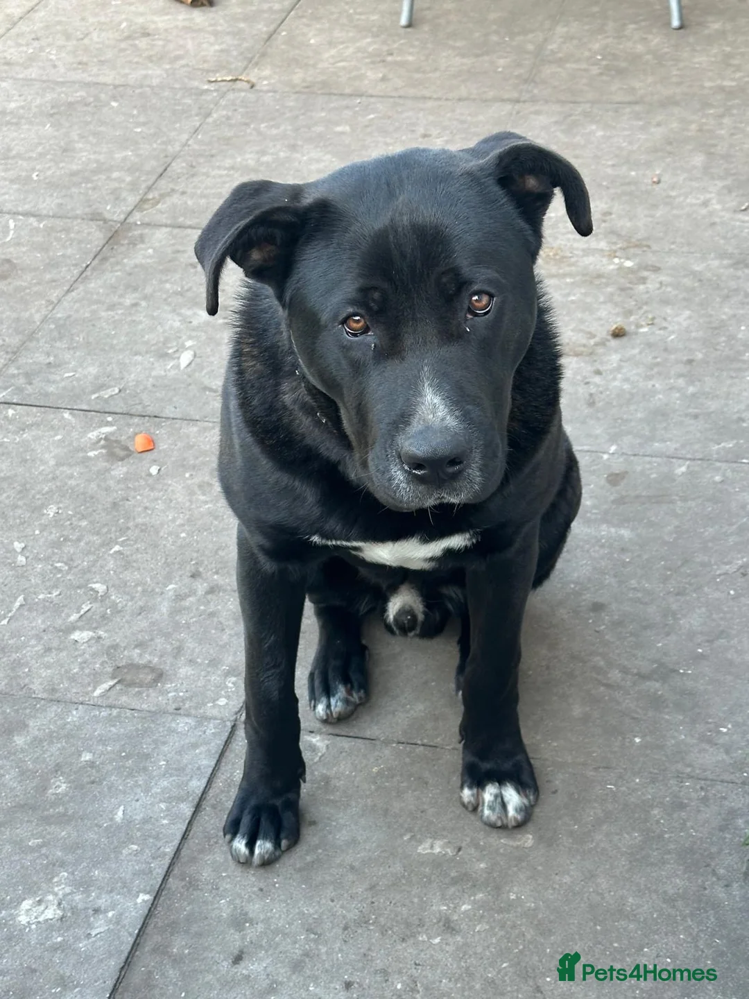 Mixed Breed dogs for sale: Cane corso  x Belgium malinois for sale  in Birmingham - Advert 1