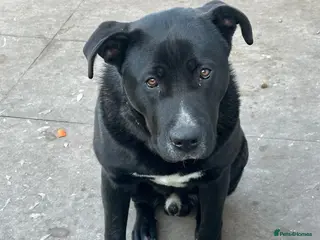 Mixed Breed dogs Cane corso x Belgium malinois for sale - Advert 3