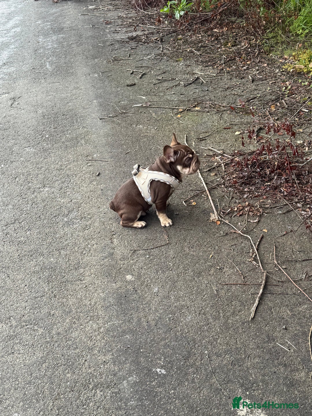 French Bulldog dogs for sale: Kc reg male ** rojo frenchie fluffy carrier - Image 6