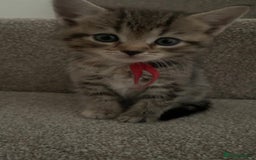 Mixed Breed cats for sale: Mixed Himalayan - Image 2