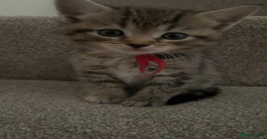 Mixed Breed cats - Advert 6