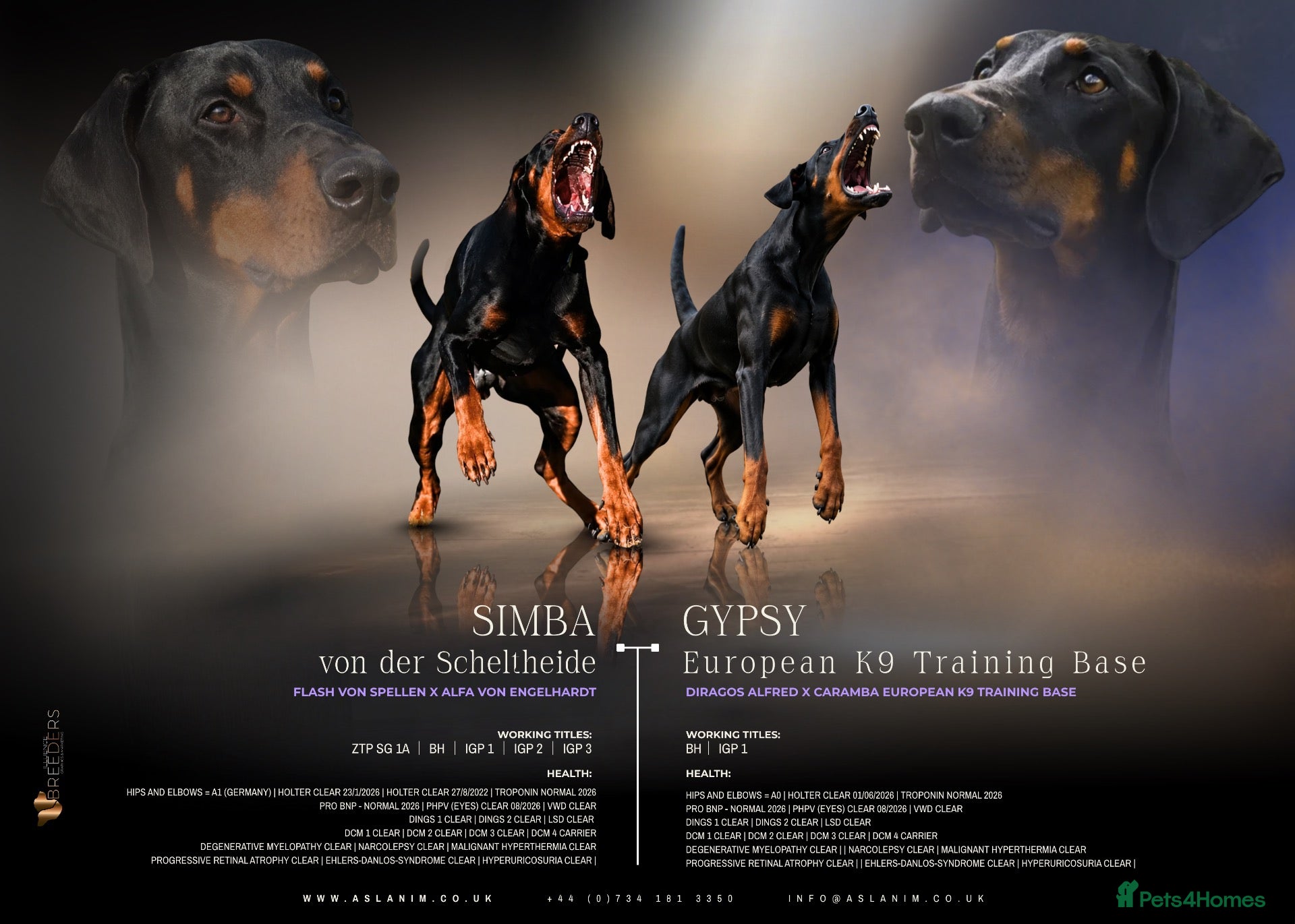 Dobermann dogs KC reg, Fully Health Tested Parents, 0% inbreeding - Advert 1