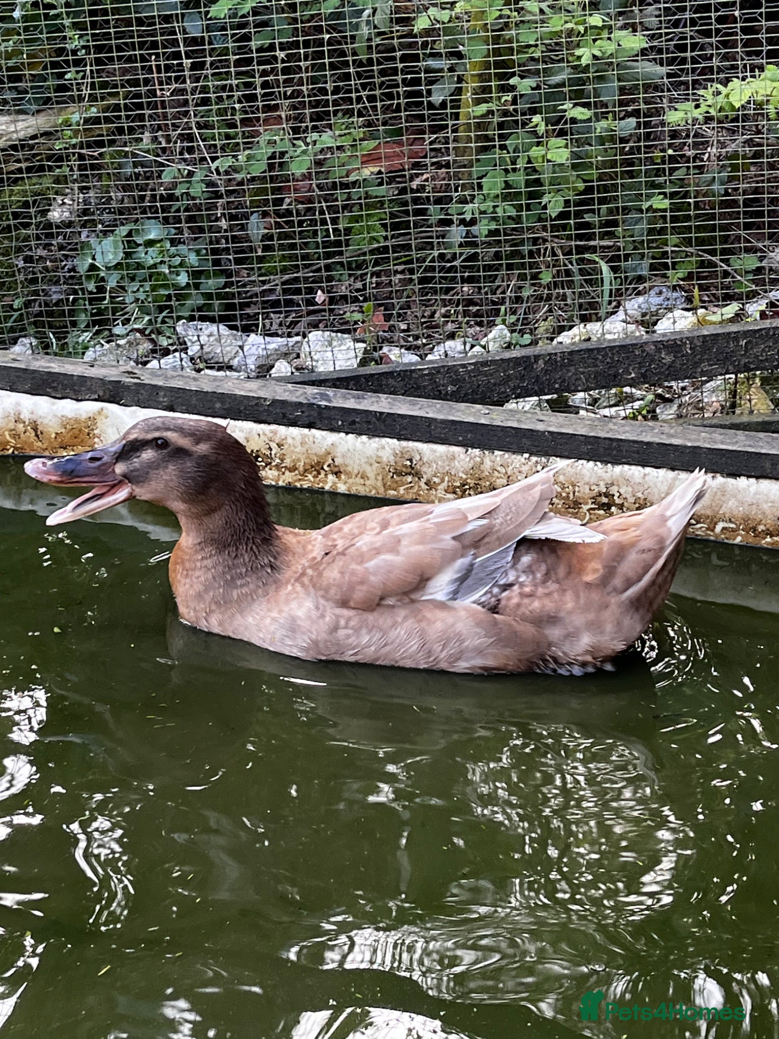 Ducks poultry Ducks - Advert 1