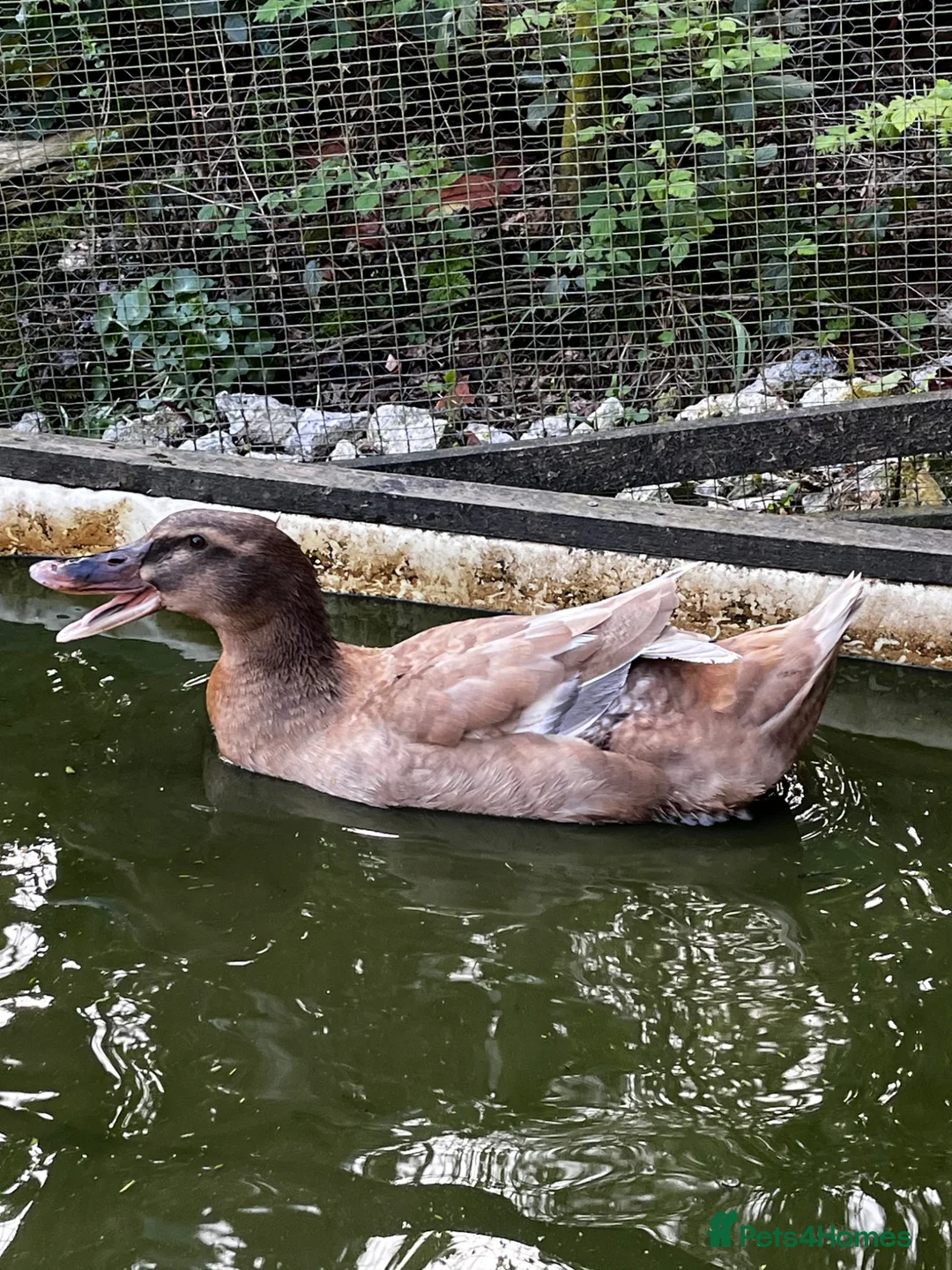 Ducks poultry for sale: Ducks - Advert 1