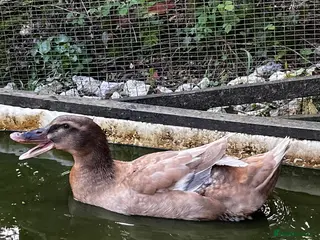 Ducks poultry Ducks - Advert 1