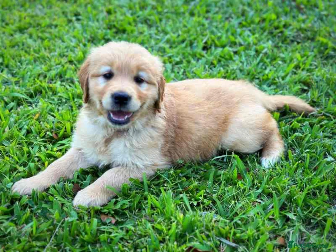 Golden Retriever dogs for sale: Golden Retriever puppies ready for sale in Morecambe - Advert 1