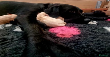 Labrador Retriever dogs - Advert 4