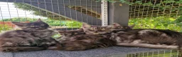 Maine Coon cats for sale: Pedigree - smoke russian line mainecoons - Advert 8