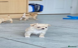 Chihuahua dogs for sale: Chihuahua long haired xs - Image 13