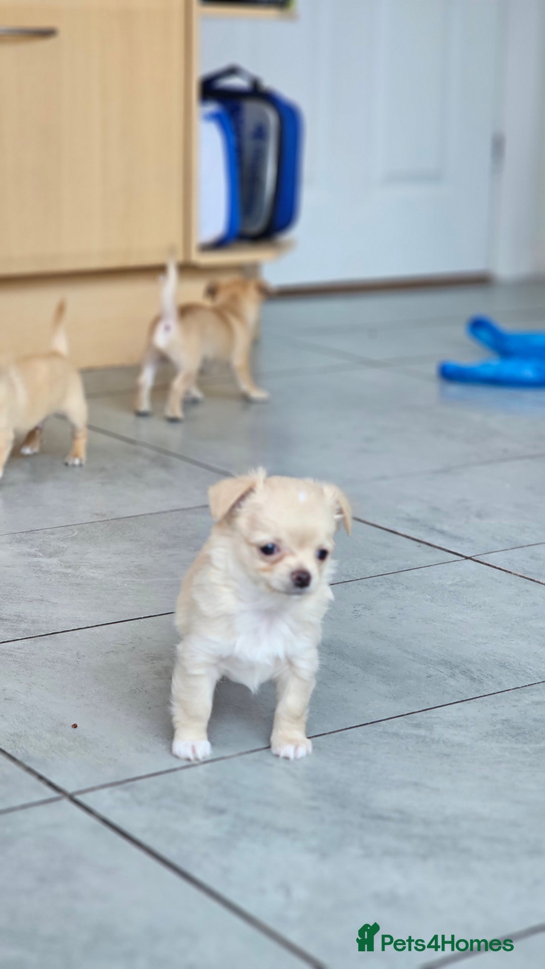 Chihuahua dogs for sale: Chihuahua long haired xs - Image 13