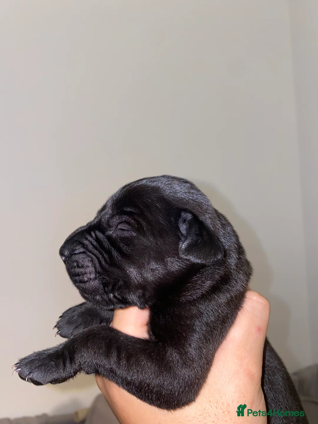 Mixed Breed dogs for sale: Daniffs (Great Dane  ** tiff) - Advert 4