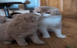 Scottish Fold cats for sale: 💙FAWN TICA active for BREEDING 🩵 Scottish Fold❣️ - Image 15