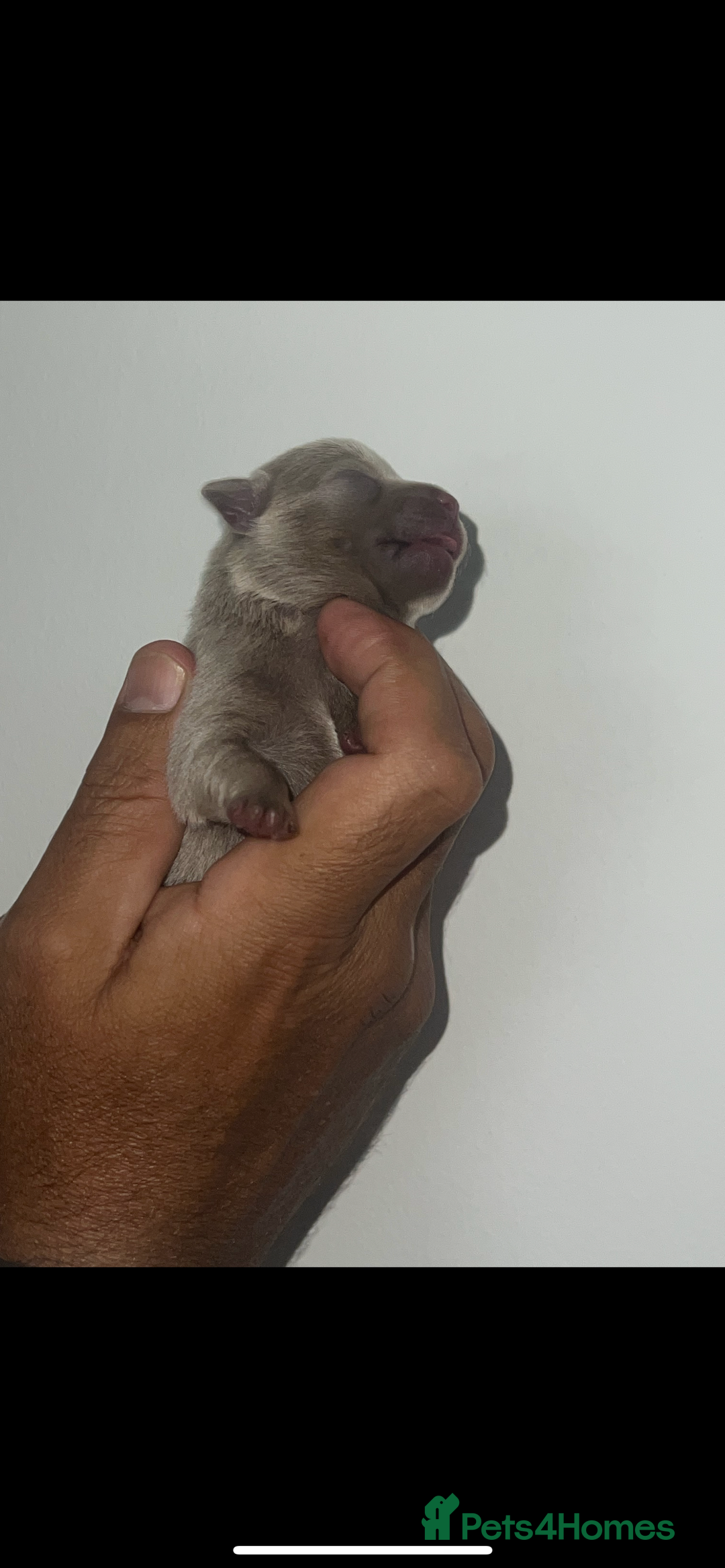 Chihuahua dogs for sale: Chihuahua puppy’s blue and lilicas  - Image 8