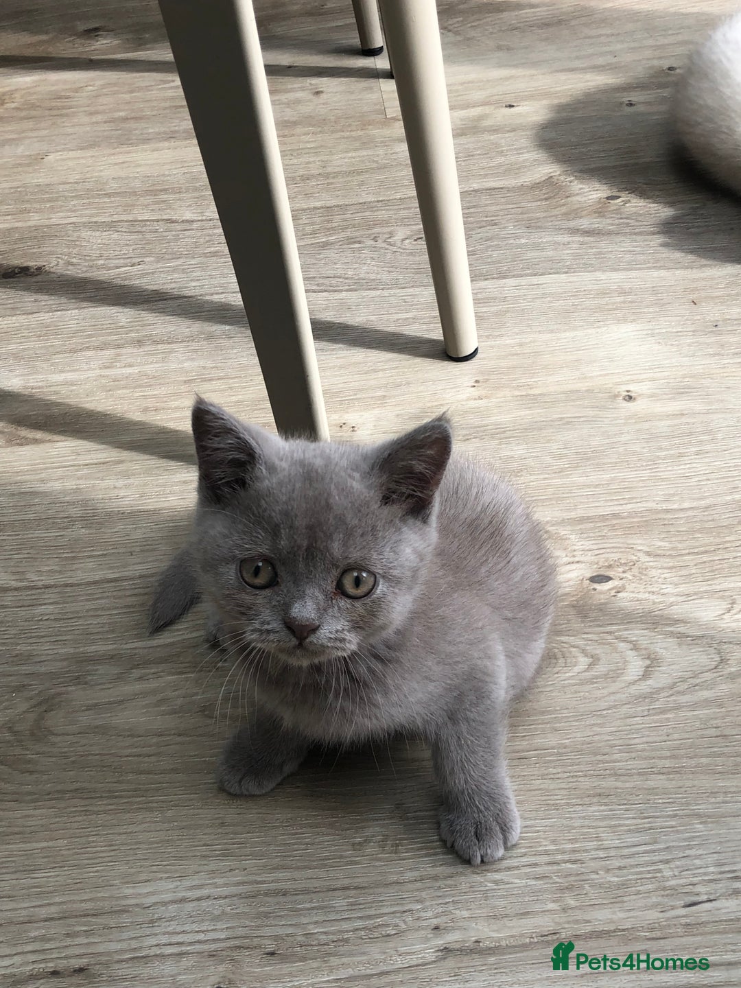 British Shorthair cats for sale: 4 Adorable Kittens are looking for new homes  - Image 15