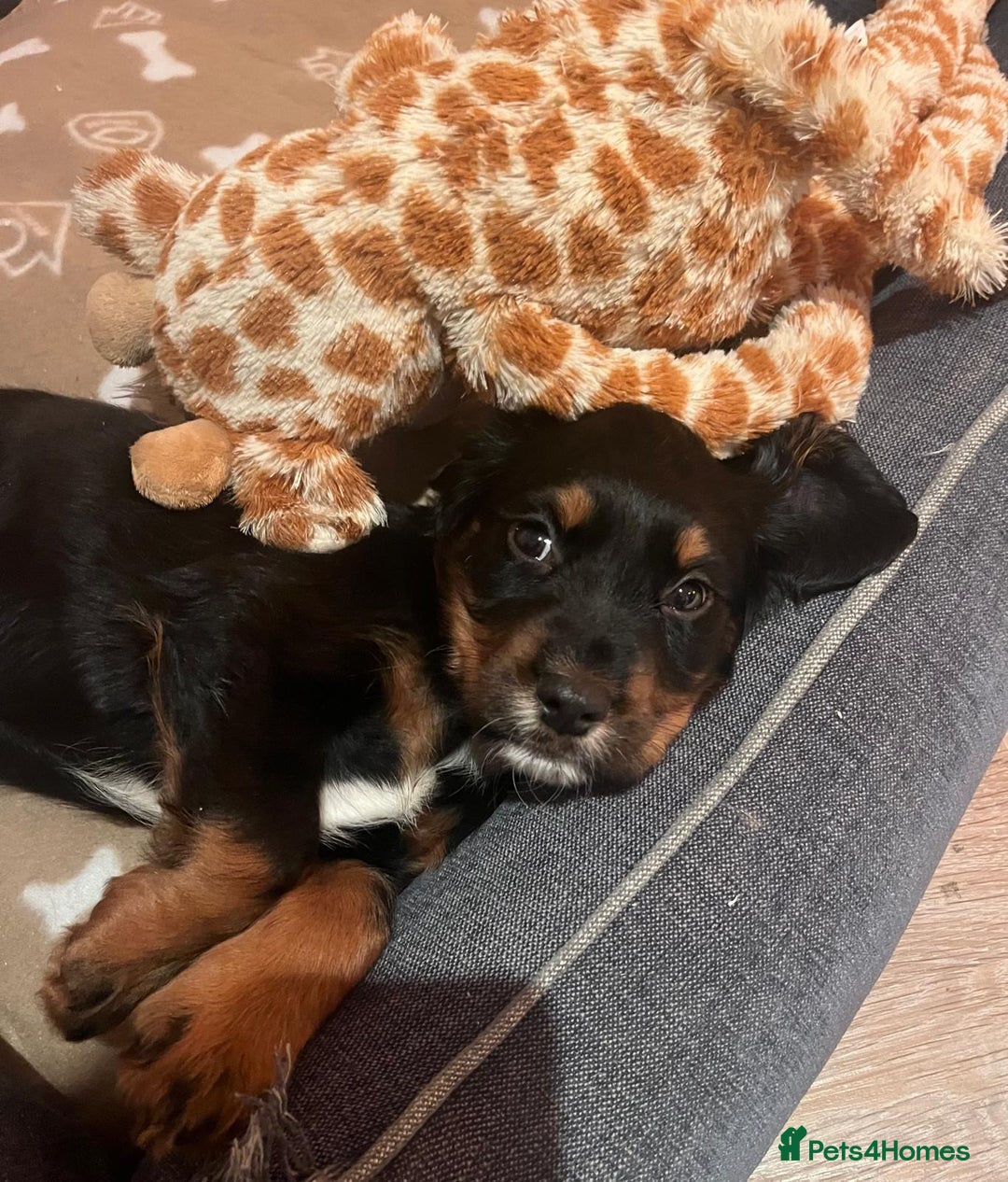 Cocker Spaniel dogs for sale: Extensively Health tested cocker spaniels Puppies  - Advert 5