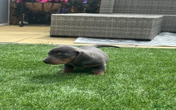 Miniature Dachshund dogs for sale: Miniture dachshund puppies - Image 17