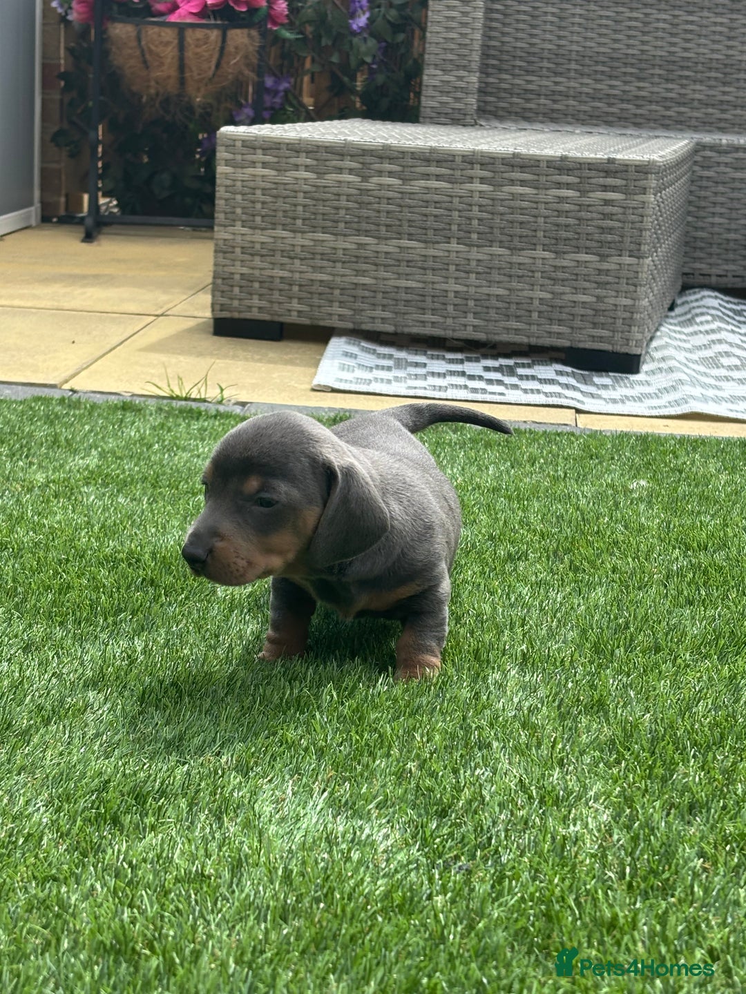 Miniature Dachshund dogs for sale: Miniture dachshund puppies - Image 17