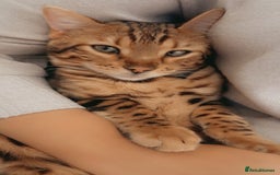 Bengal cats for sale: Pure bengal boy  - Image 3