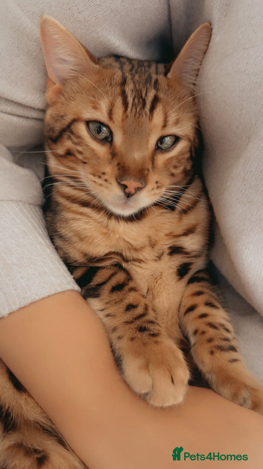 Bengal cats for sale: Pure bengal boy  - Image 3