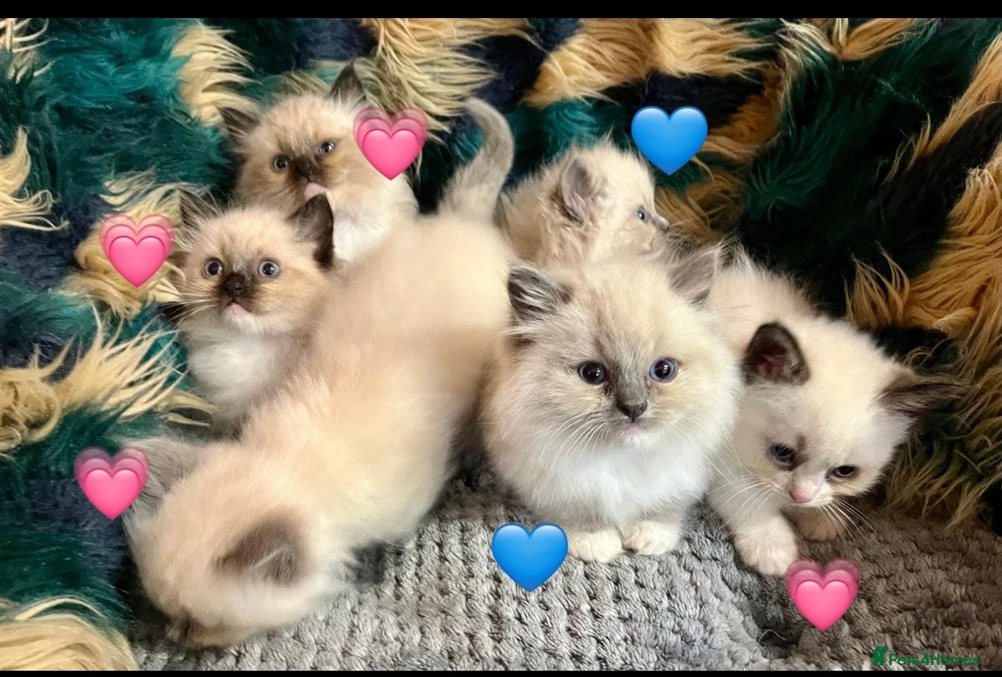 Ragdoll cats Beautiful pure ragdoll kittens  - Advert 4