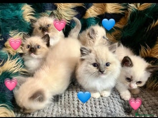 Ragdoll cats Beautiful pure ragdoll kittens - Advert 18