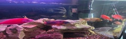 Cichlids fish for sale: African cichlids PLEASE READ DESCRIPTION - Advert 3
