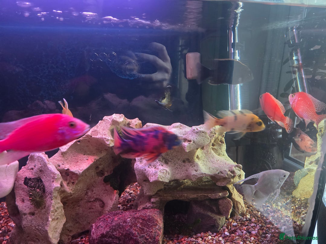 Cichlids fish for sale: African cichlids PLEASE READ DESCRIPTION - Advert 3