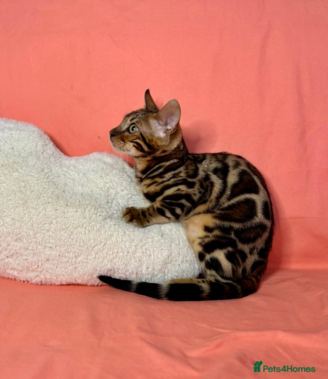 Bengal cats for sale: 🐾Purebred BENGAL Kittens🐾  - Image 6