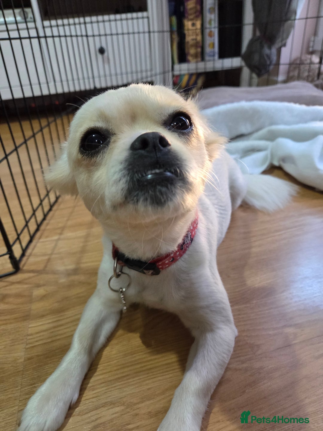 Chug dogs for sale: Lovely female chug for adoption - Image 2