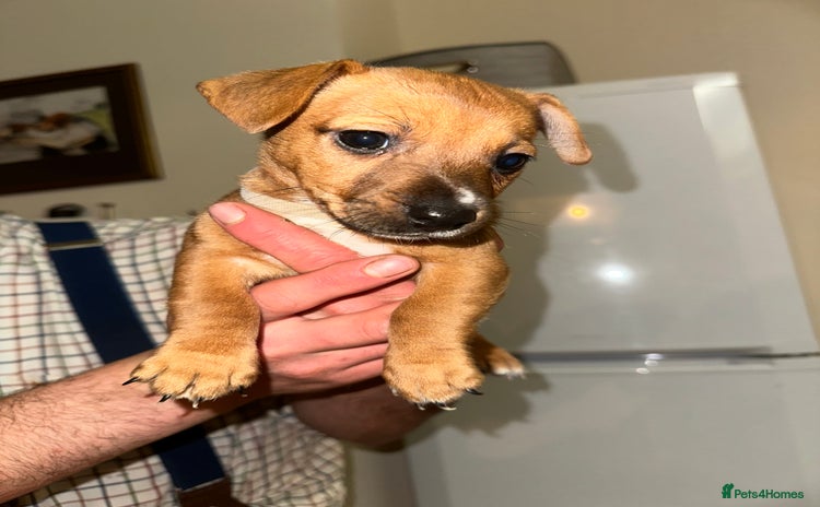 Jack Russell dogs Jack Russell’s - Advert 1