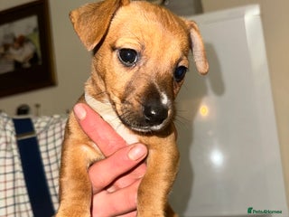 Jack Russell dogs Jack Russell’s - Advert 2