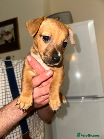 Jack Russell dogs Jack Russell’s - Advert 1