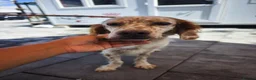 English Setter dogs for adoption: Alex! in Scarborough - Advert 4