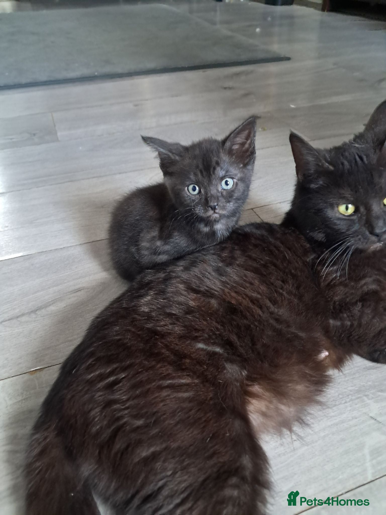 Mixed Breed cats 3 gorgeous boy kittens for sale  - Advert 1