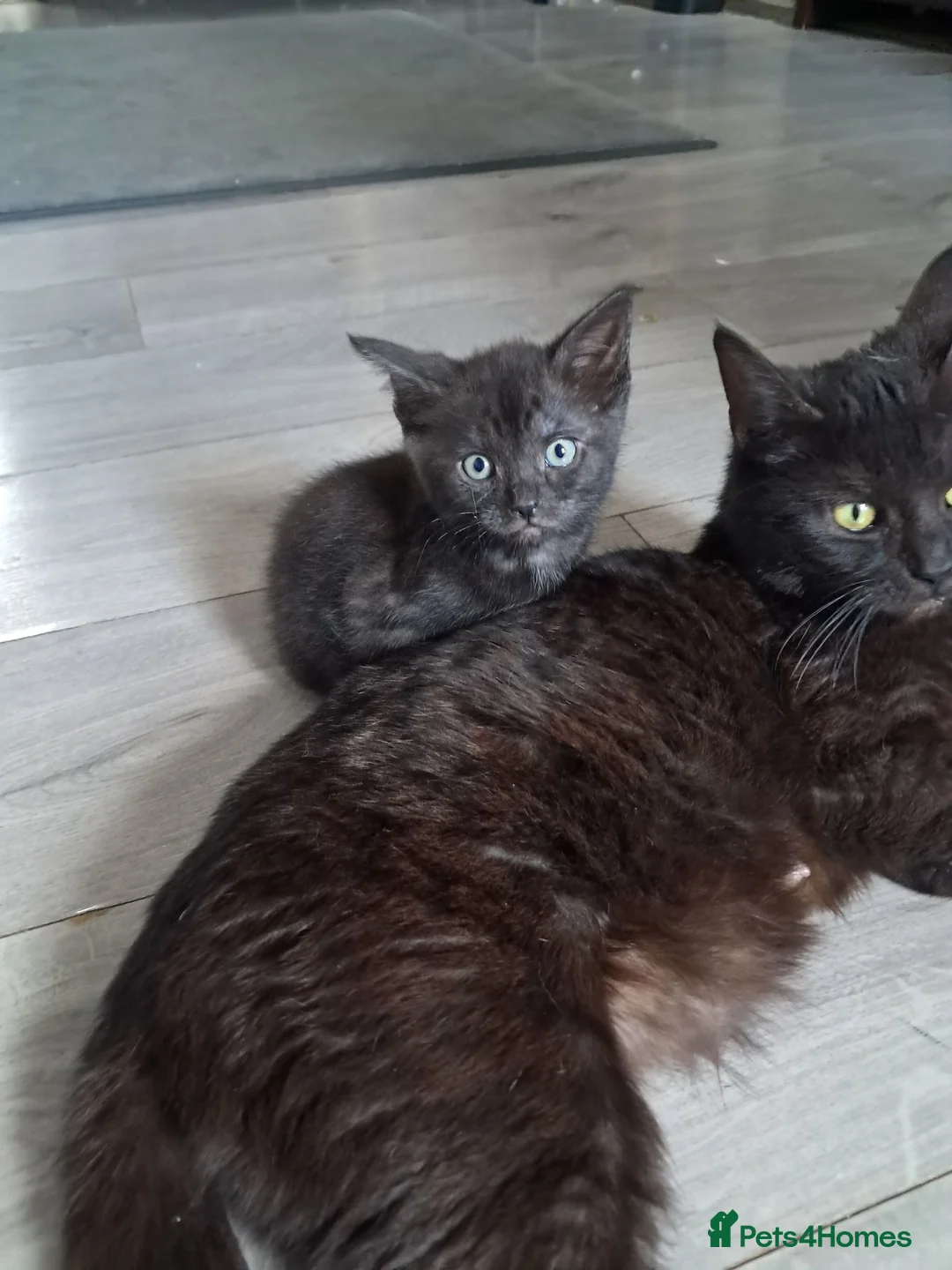 Mixed Breed cats for sale: 3 gorgeous boy kittens for sale  - Advert 1