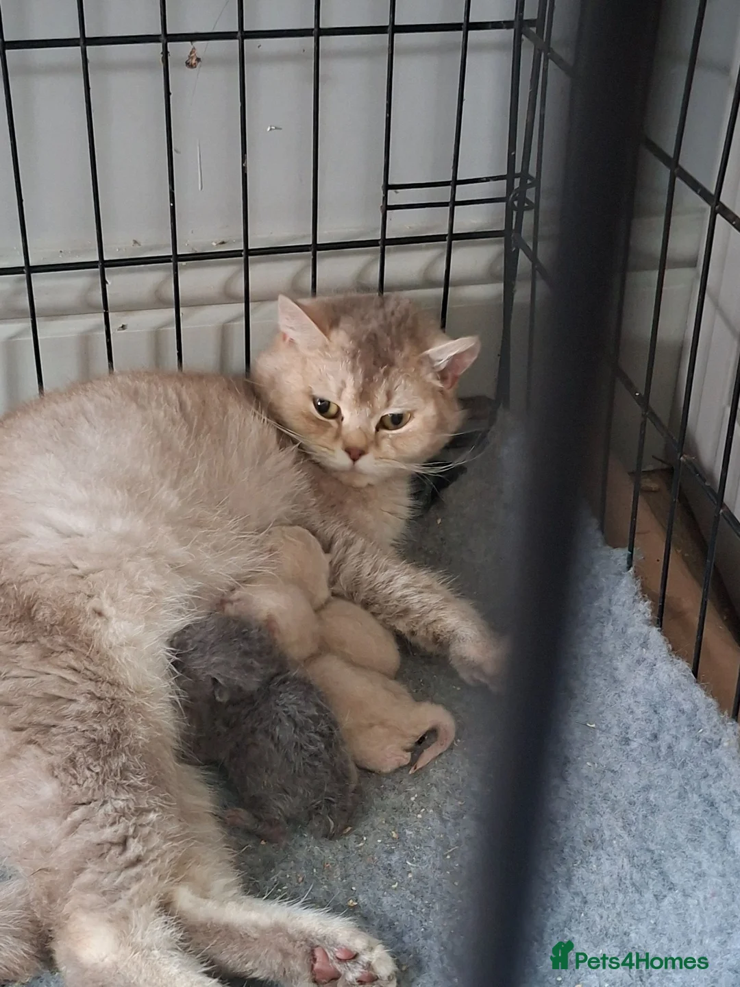 British Shorthair cats for sale: British shorthair kittens - Advert 10