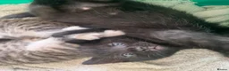 Mixed Breed cats for sale: Beautiful kittens - Advert 13