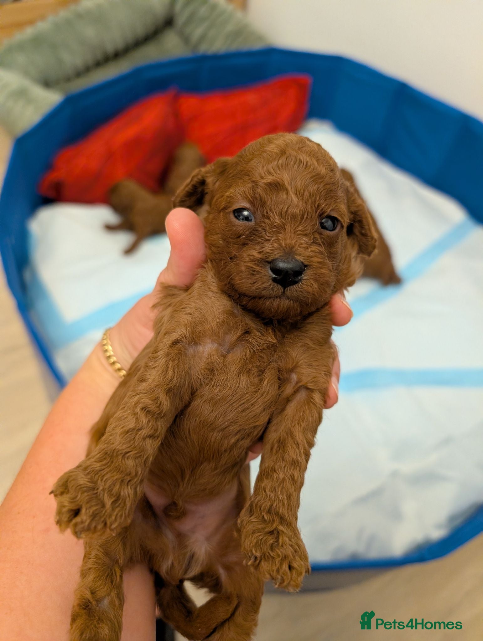 Toy Poodle dogs Pedigree Toy Poodle Puppies - Advert 8