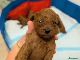 Toy Poodle dogs Pedigree Toy Poodle Puppies - Advert 1