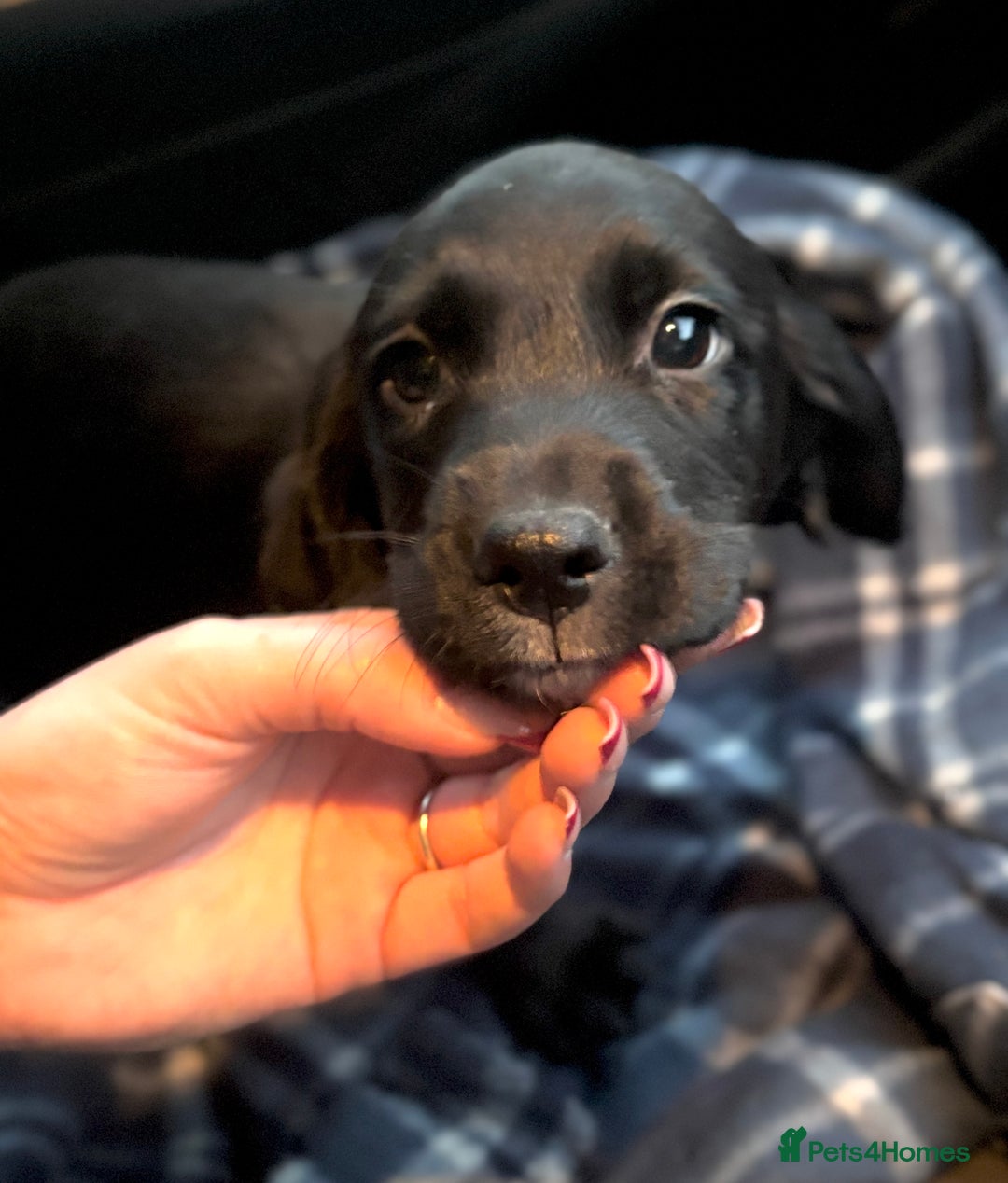 Cockerdor dogs for sale: Beautiful Cockerdor Puppies for Sale 🩷🩵 9 WEEKS - Advert 8