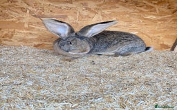 Continental Giant rabbits for sale: Beautiful Giant Rabbit Girl, 8 Months - Advert 3