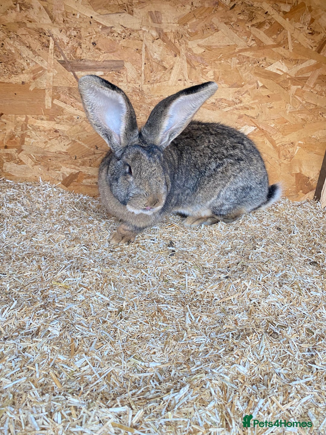 Continental Giant rabbits for sale: Beautiful Giant Rabbit Girl, 8 Months - Advert 3