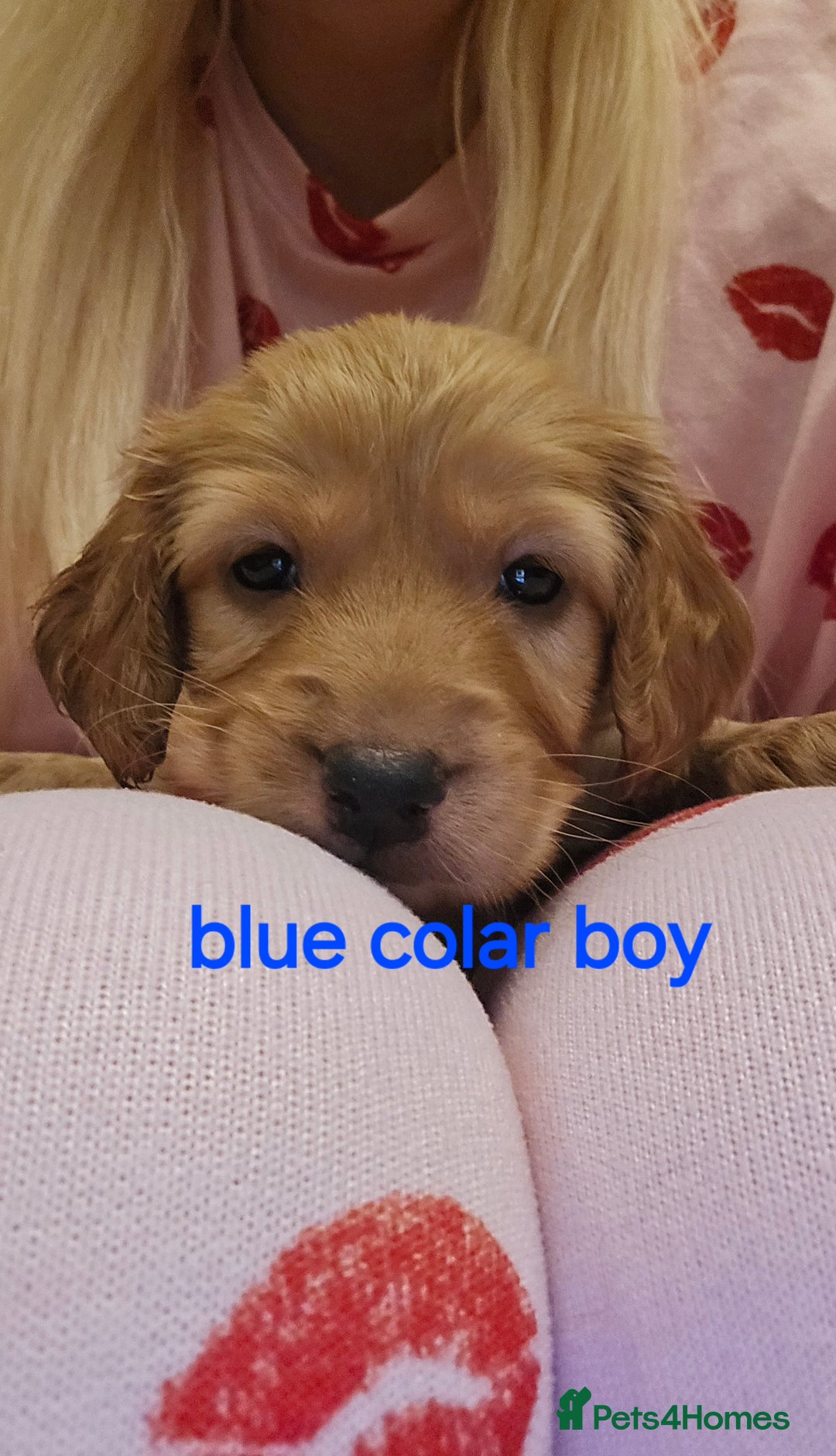 Cockapoo dogs for sale: 7 f2 cockapoos - Advert 2