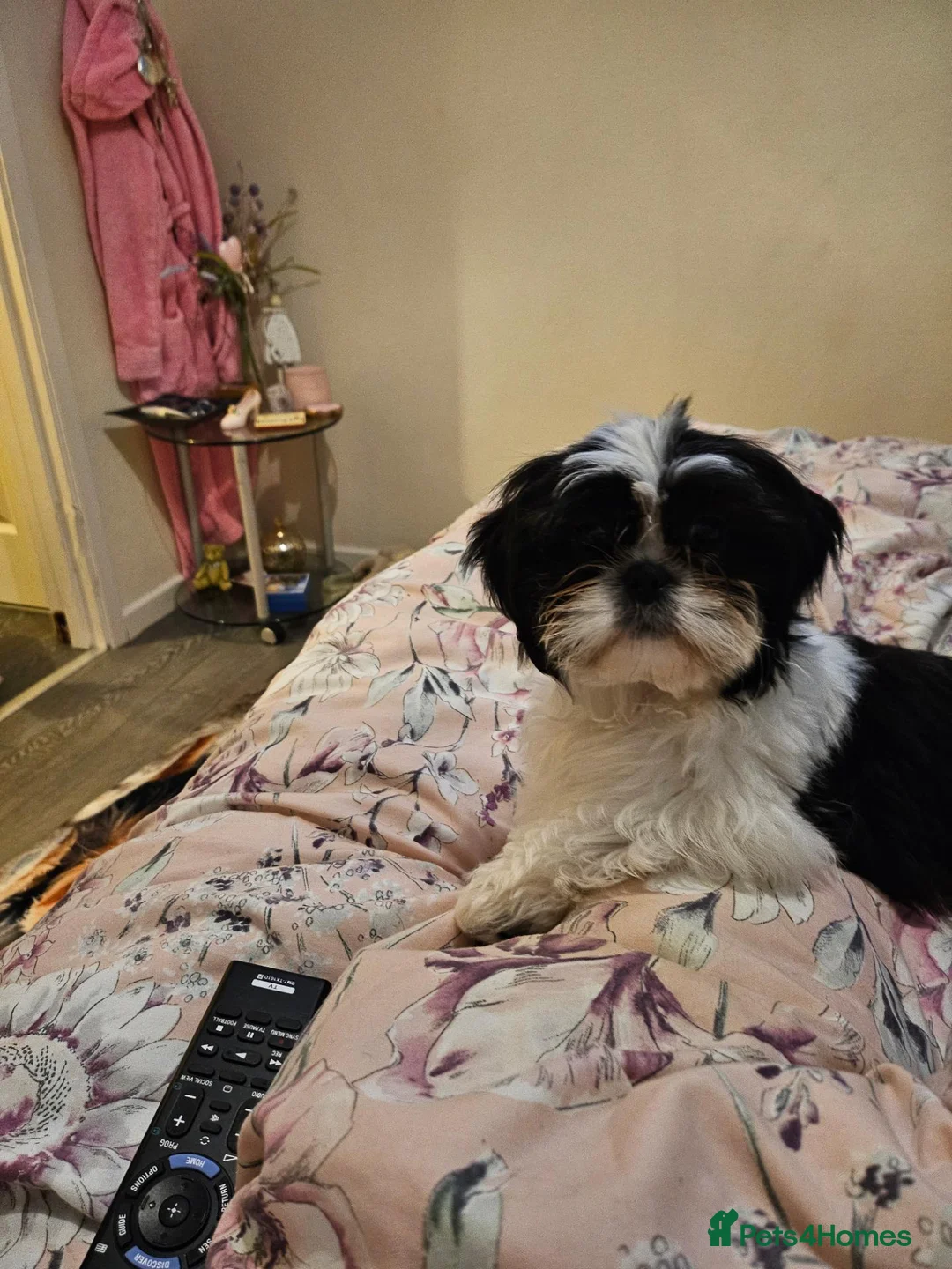 Shih Tzu dogs for sale: Shihtzu dog for sale 1 year old - Advert 2